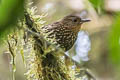 Spotted Barbtail Premnoplex brunnescens brunnescens