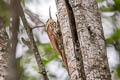 Streak-headed Woodcreeper Lepidocolaptes souleyetii esmeraldae 