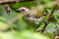 Streaked Saltator Saltator striatipectus flavidicollis 