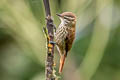 Streaked Xenops Xenops rutilans guayae