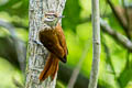 Streaked Xenops Xenops rutilans guayae