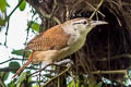 Superciliated Wren Cantorchilus superciliaris superciliaris