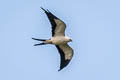 Swallow-tailed Kite Elanoides forficatus yetapa