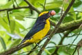 Thick-billed Euphonia Euphonia laniirostris hypoxantha