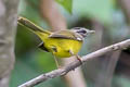 Three-banded Warbler Basileuterus trifasciatus nitidior