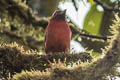 Tooth-billed Tanager Piranga lutea lutea