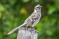 Tropical Mockingbird Mimus gilvus tolimensis