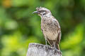 Tropical Mockingbird Mimus gilvus tolimensis