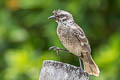 Tropical Mockingbird Mimus gilvus tolimensis