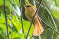 Tropical Royal Flycatcher Onychorhynchus coronatus occidentalis 