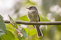 Tumbes Pewee Contopus punensis