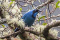 Turquoise Jay Cyanolyca turcosa