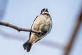 Variable Seedeater Sporophila corvina ophthalmica