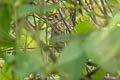 Watkins's Antpitta Grallaria watkinsi