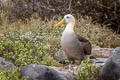 Waved Albatross Phoebastria irrorata (Galapagos Albatross)