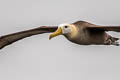 Waved Albatross Phoebastria irrorata (Galapagos Albatross)