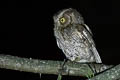 West Peruvian Screech Owl Megascops roboratus pacificus