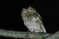 West Peruvian Screech Owl Megascops roboratus pacificus