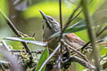 Whiskereed Wren Pheugopedius mystacalis mystacalis