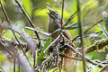 Whiskereed Wren Pheugopedius mystacalis mystacalis