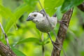 White-headed Brushfinch Atlapetes albiceps