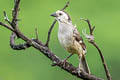 White-headed Brushfinch Atlapetes albiceps