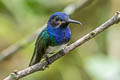 White-necked Jacobin Florisuga mellivora mellivora