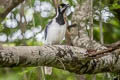 White-tailed Jay Cyanocorax mystacalis