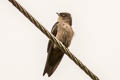 White-thighed Swallow Atticora tibialis minima