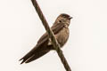 White-thighed Swallow Atticora tibialis minima