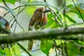 White-whiskered Puffbird Malacoptila panamensis poliopis