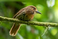 White-whiskered Puffbird Malacoptila panamensis poliopis