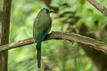 Whooping Motmot Momotus subrufescens argenticinctus