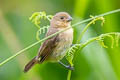 Yellow-bellied Seedeater olivacea