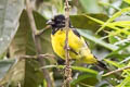 Yellow-bellied Didkin Spinus xanthogastrus xanthogastrus