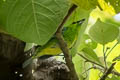 Yellow-bellied Tanager Ixothraupis xanthogastra xanthogastra
