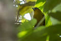 Yellow-green Tanager flavovirens (Yellow-green Chlorospingus)