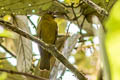 Yellow-green Tanager flavovirens (Yellow-green Chlorospingus)