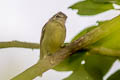 Yellow-olive Flatbill Tolmomyias sulphurescens aequatorialis 