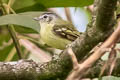 Yellow-olive Flatbill Tolmomyias sulphurescens aequatorialis 