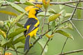 Yellow-tailed Oriole Icterus mesomelas taczanowskii