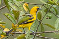 Yellow-tailed Oriole Icterus mesomelas taczanowskii