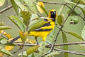 Yellow-tailed Oriole Icterus mesomelas taczanowskii