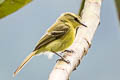 Yellow Tyrannulet Capsiempis flaveola semiflava