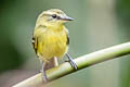 Yellow Tyrannulet Capsiempis flaveola semiflava