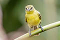 Yellow Tyrannulet Capsiempis flaveola semiflava