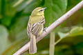 Yellow Tyrannulet Capsiempis flaveola semiflava