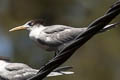 Greater Crested Tern Thalasseus bergii cristatus