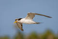 Greater Crested Tern Thalasseus bergii cristatus