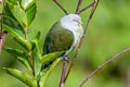Grey-green Fruit Dove Ptilinopus purpuratus frater